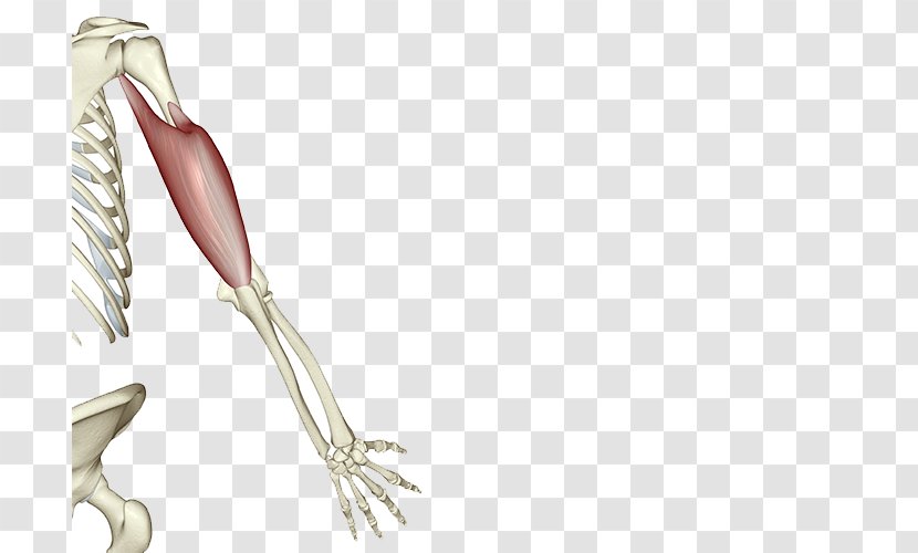 Shoulder Bone Muscle Human Skeleton - Body Transparent PNG