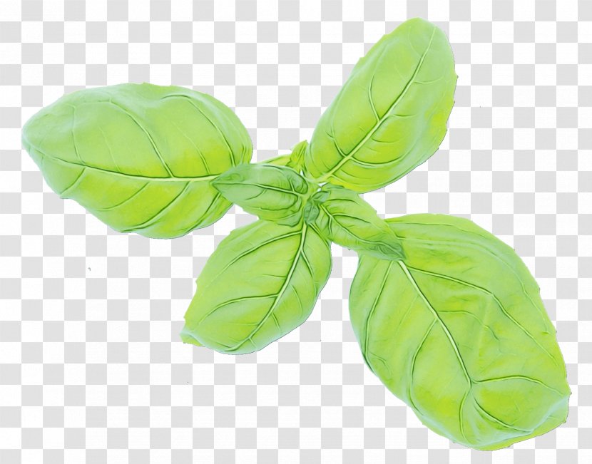Green Leaf Background - Vegetable - Tatsoi Vegetarian Food Transparent PNG