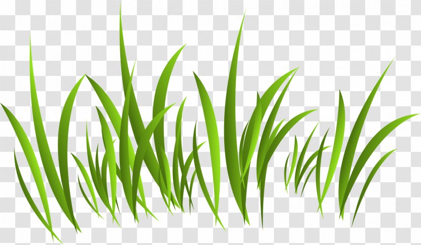 Europe Green - Leaf - Grass Transparent PNG