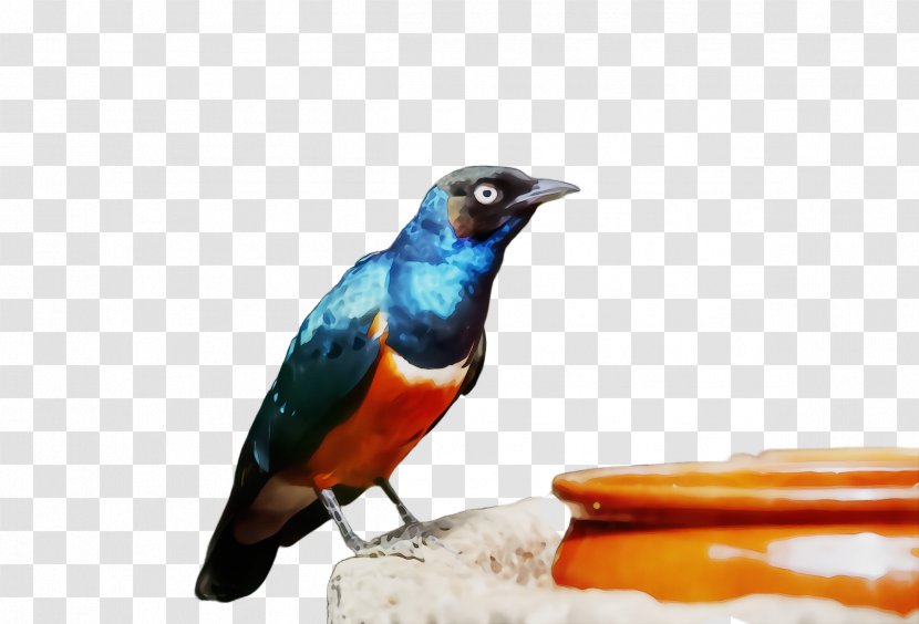 Bird Beak Bluebird Songbird Perching - Starling Transparent PNG