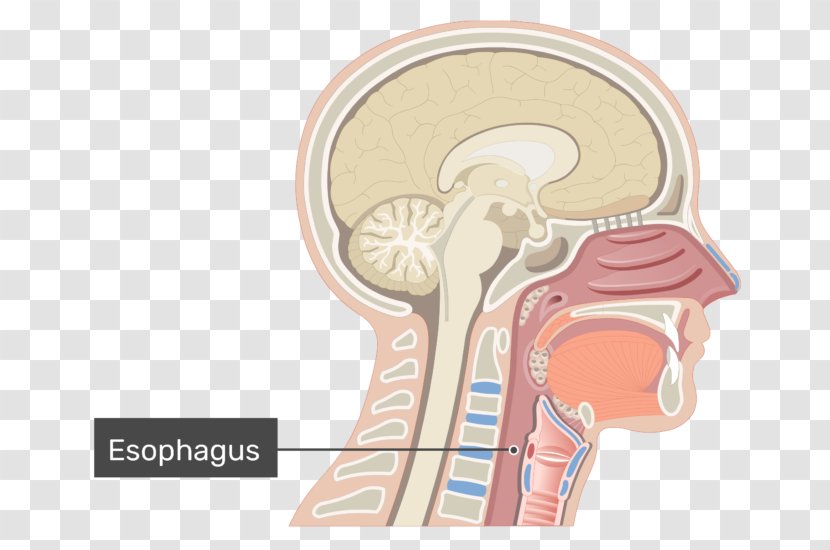 Nasal Cavity Anatomy Of The Human Nose Nostril Respiratory System - Silhouette Transparent PNG