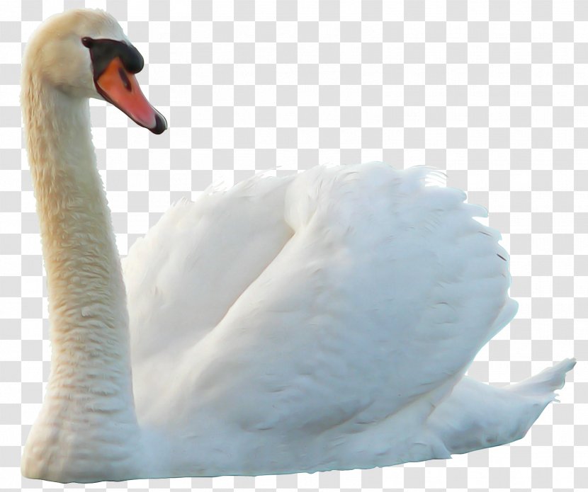 Duck Cartoon - Ducks Geese And Swans - Goose Transparent PNG