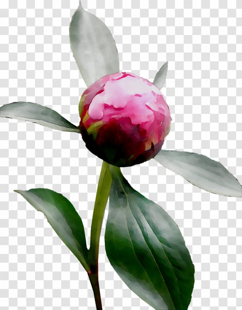 Peony Still Life Photography Sasanqua Camellia Herbaceous Plant - Pink - Common Transparent PNG