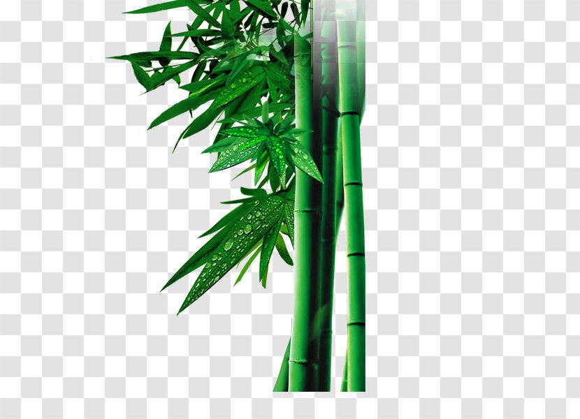 Bamboo Bambusa Oldhamii Google Images Green - Hemp Transparent PNG