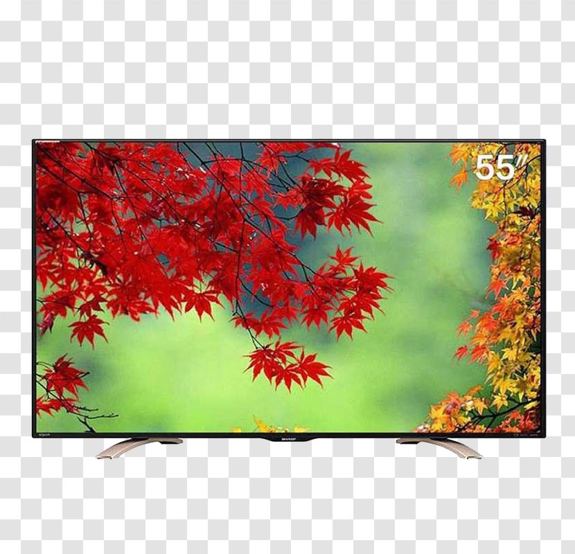 Manabang Shan Zhongshan Fragrant Hills Park Jinzi Mountain Maple Leaf - Tourism - LCD TV Transparent PNG