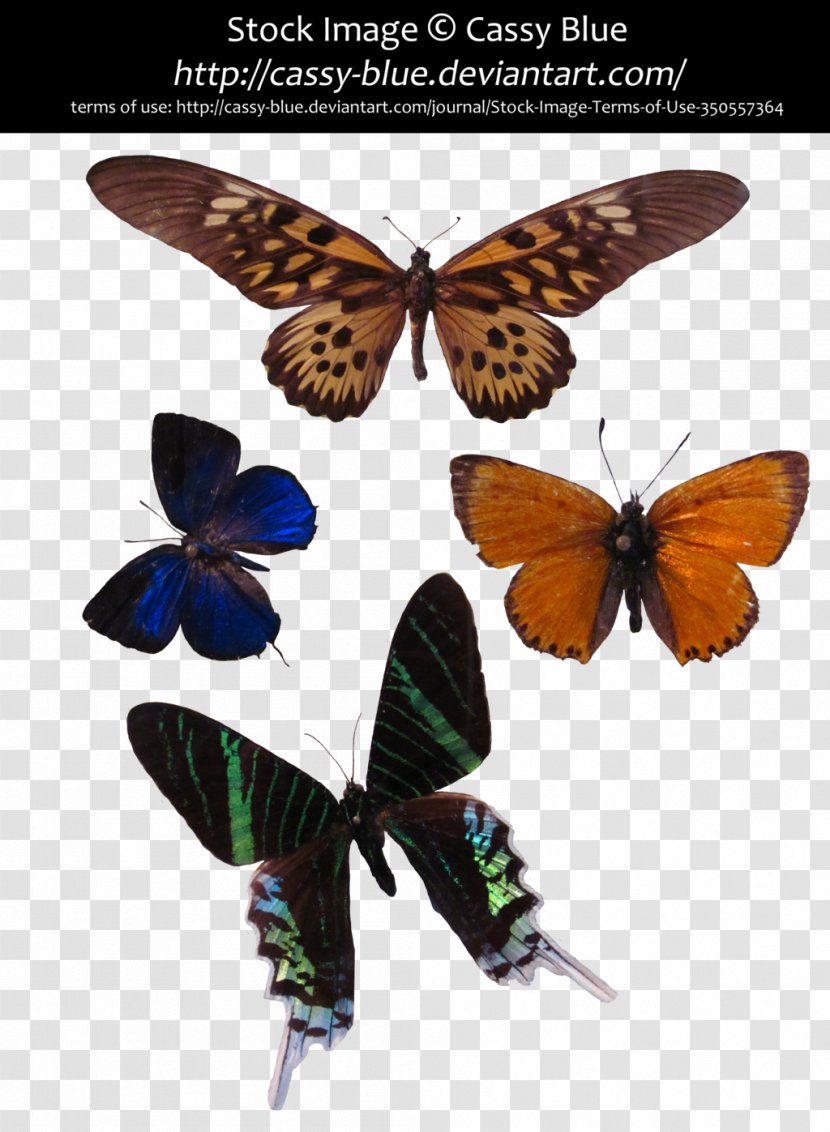 Brush-footed Butterflies Gossamer-winged Butterfly Moth Swallowtails - Heart Transparent PNG