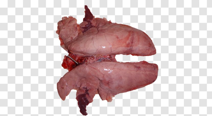 Domestic Pig Mycoplasma Hyopneumoniae Lung - Flower Transparent PNG