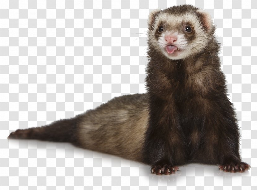 Ferret Otter - Polecat Transparent PNG