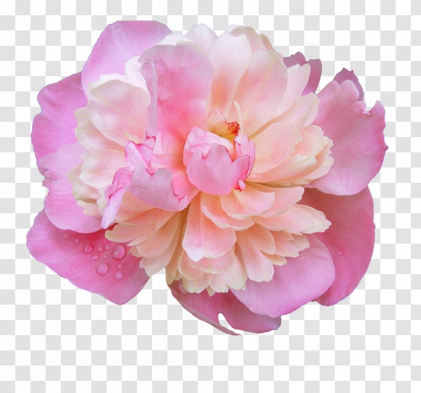 Pink Flowers Clip Art - Peonies Transparent PNG