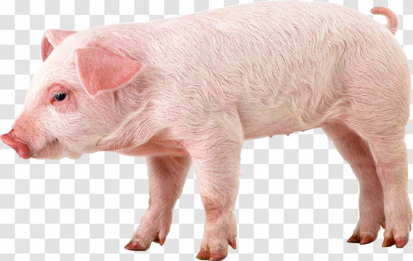 Domestic Pig 1080p High-definition Video Wallpaper - Image Transparent PNG