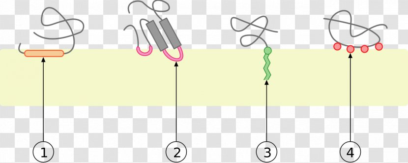 Peripheral Membrane Protein Biological Cell - Diagram - Topic Transparent PNG