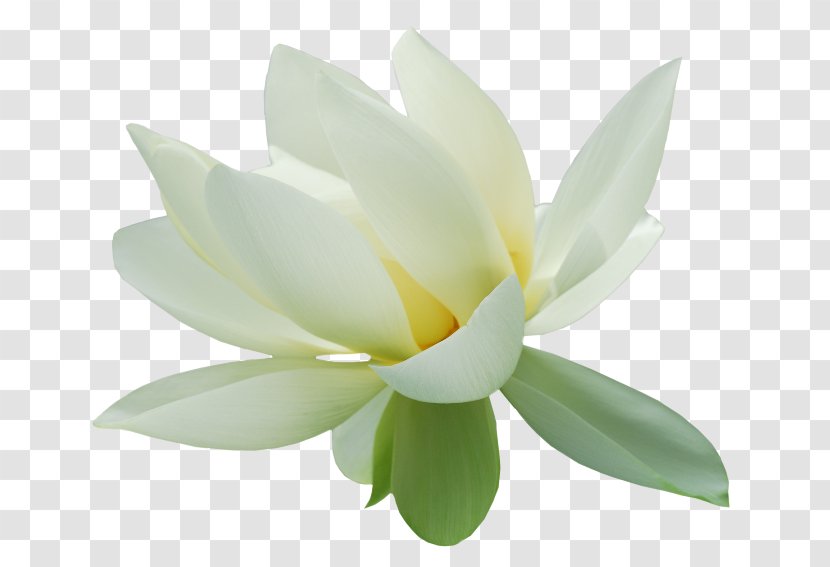 Nelumbo Nucifera High-definition Television Lotus Effect Clip Art - Family - Proteales Transparent PNG
