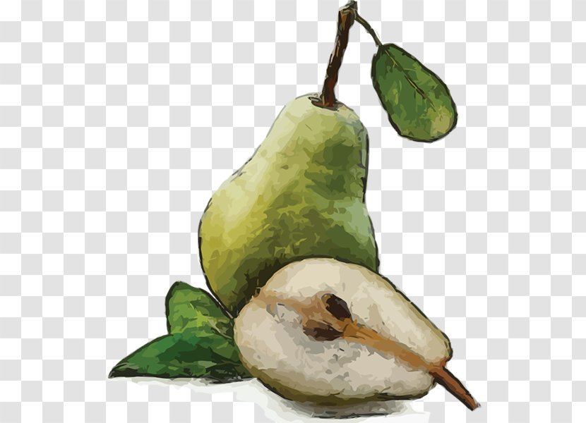 Pear Fruit Watercolor Painting Transparent PNG