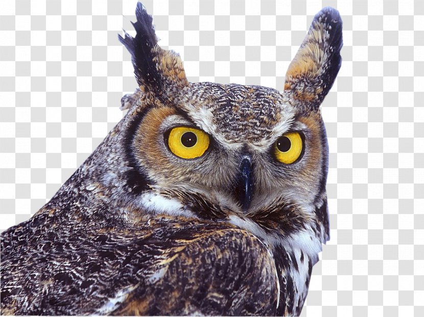 Great Horned Owl Bird Eastern Screech Eurasian Eagle-owl - Pygmy Owls Transparent PNG