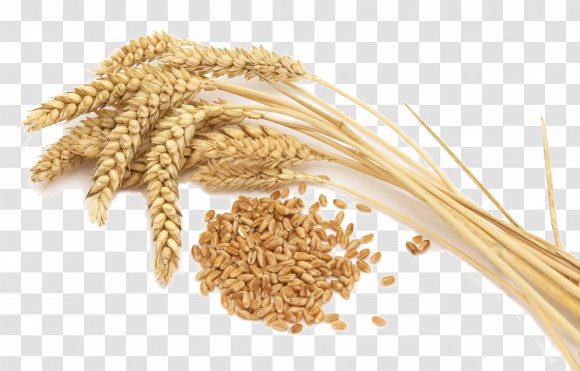 Khorasan Wheat Whole Grain Cereal Gluten - Germ - Barley Transparent PNG
