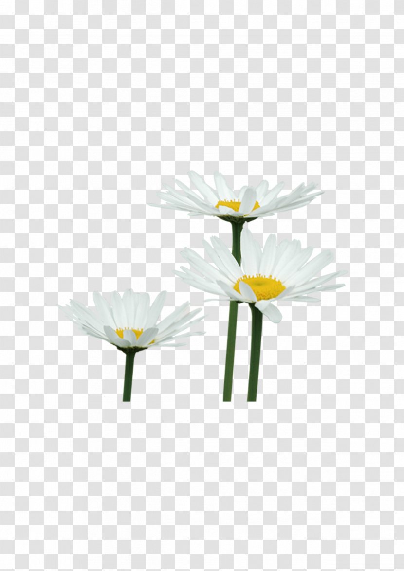 Chrysanthemum Flower Petal Euclidean Vector - Plant Stem Transparent PNG
