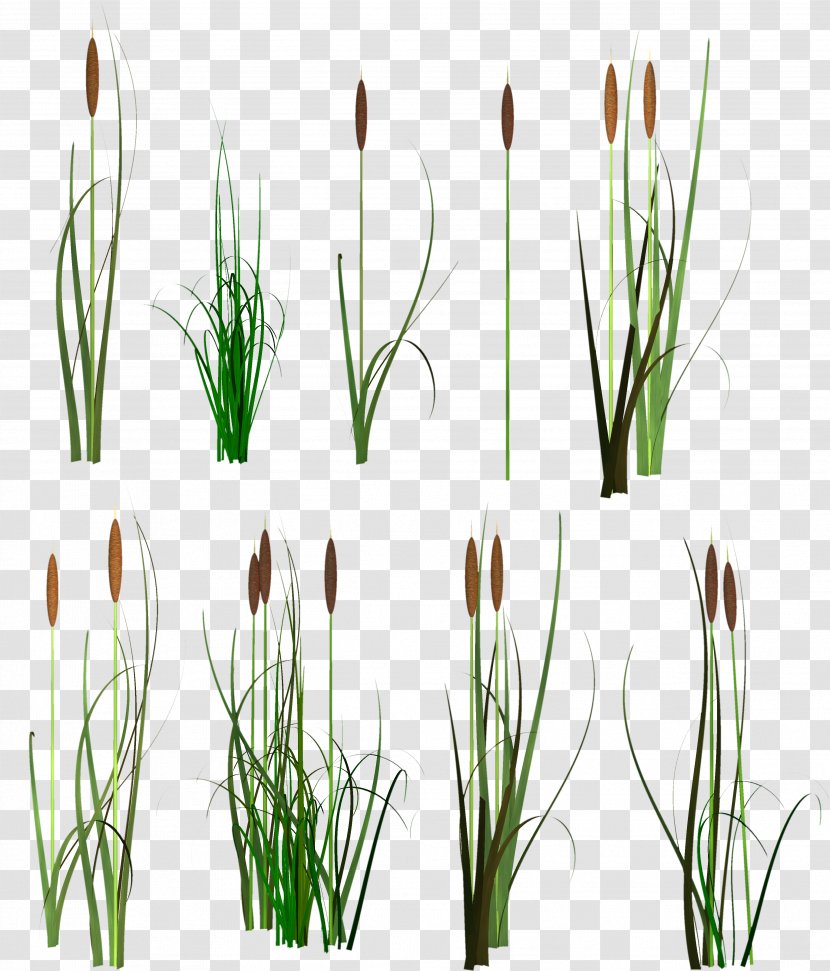 Scirpus Clip Art - Transparency And Translucency - Roach Transparent PNG