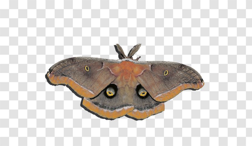 Butterfly Moth Insect Sgt. Al Powell Red Transparent PNG