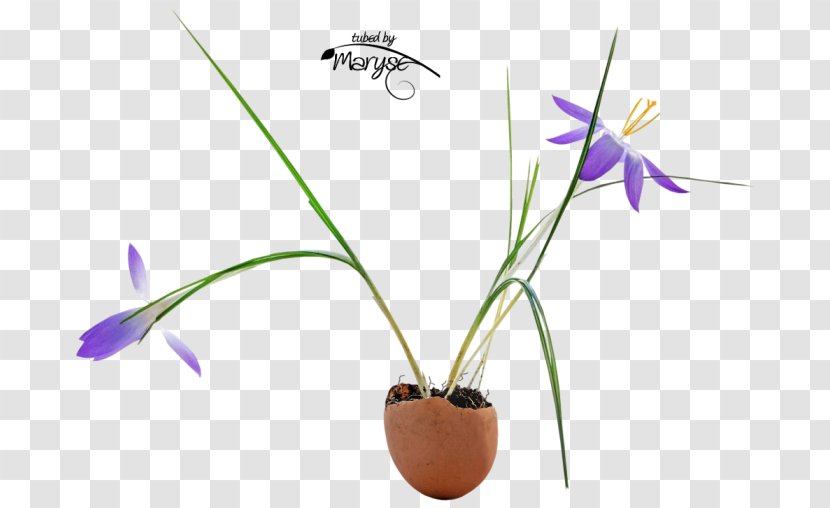 Flowerpot Flowering Plant Stem - Flora - Crocuses Transparent PNG