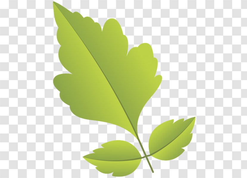 Primavera Green Leaf Transparent PNG