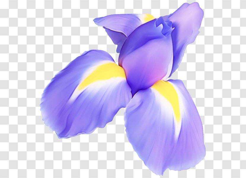 Petal Purple Violet Flower Plant - Flowering - Cattleya Crocus Transparent PNG