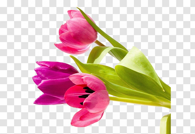 Job Greeting Card Wish Message - Image File Formats - Tulip Flowers Transparent PNG