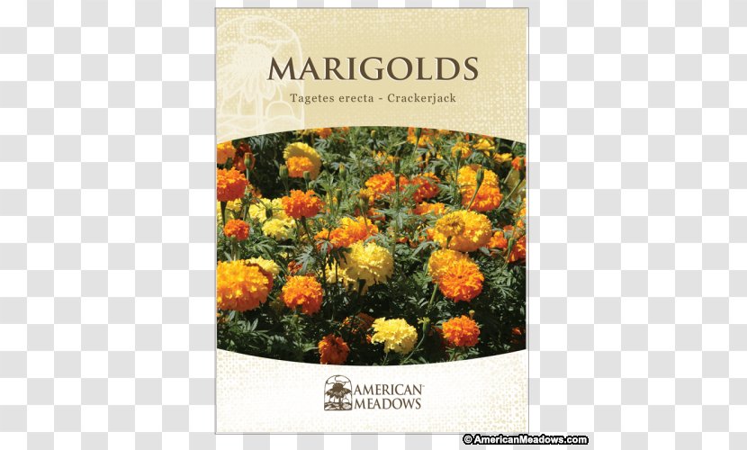 Mexican Marigold Marigolds Seed Flower Desert - Honey Bee Transparent PNG