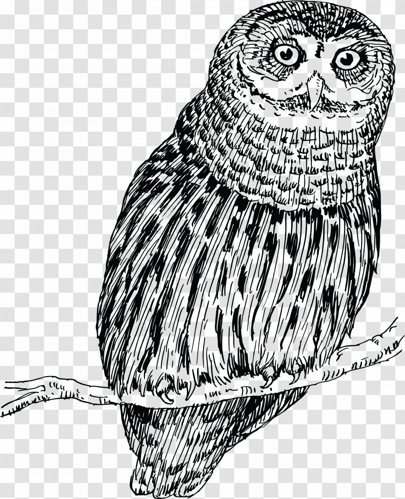 Little Owl Drawing - Vertebrate - Owls Transparent PNG