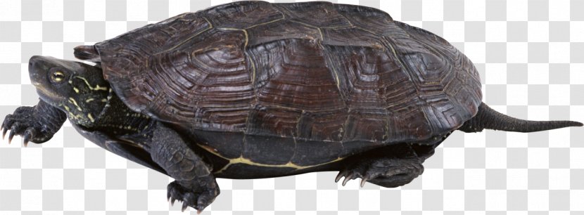 Common Snapping Turtle Download Clip Art Transparent PNG