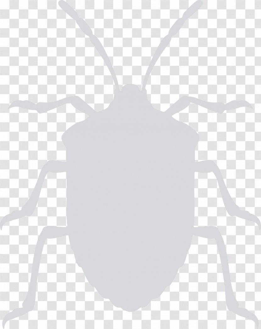 Brown Marmorated Stink Bug Bed Clip Art - Green Transparent PNG