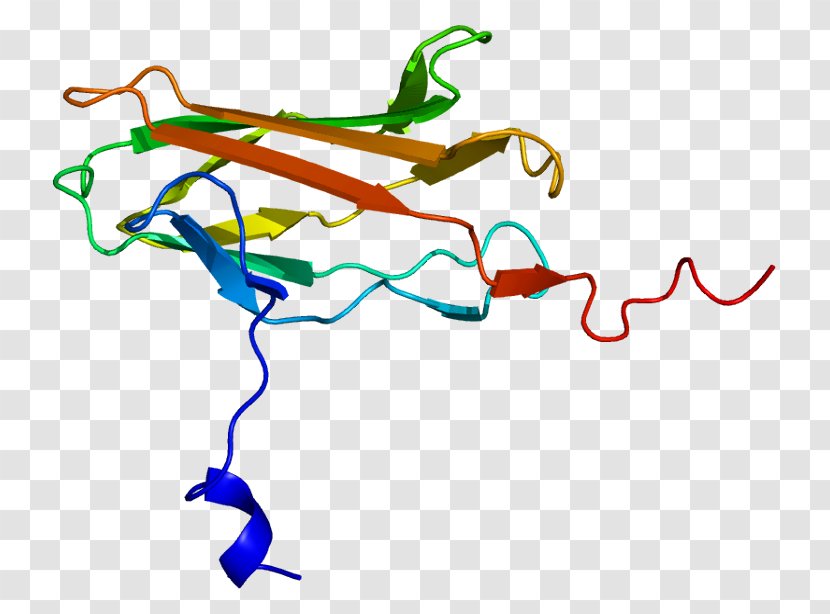 RUNX2 Core Binding Factor Transcription Gene RUNX3 - Organism - Cancer Variant Cell Transparent PNG