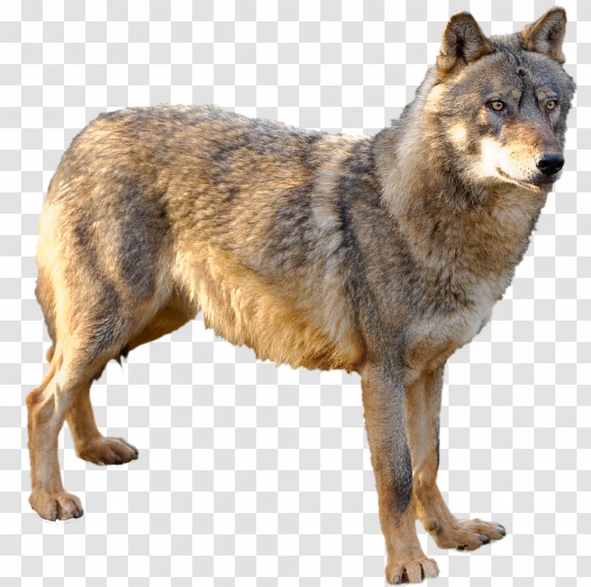 Kunming Wolfdog Czechoslovakian Saarloos Coyote Alaskan Tundra Wolf - Jackal - Dog Transparent PNG