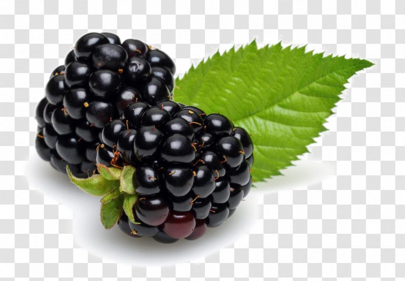 Hair Coloring Shampoo Black - Plant - Fresh Blueberry Fruit Transparent PNG