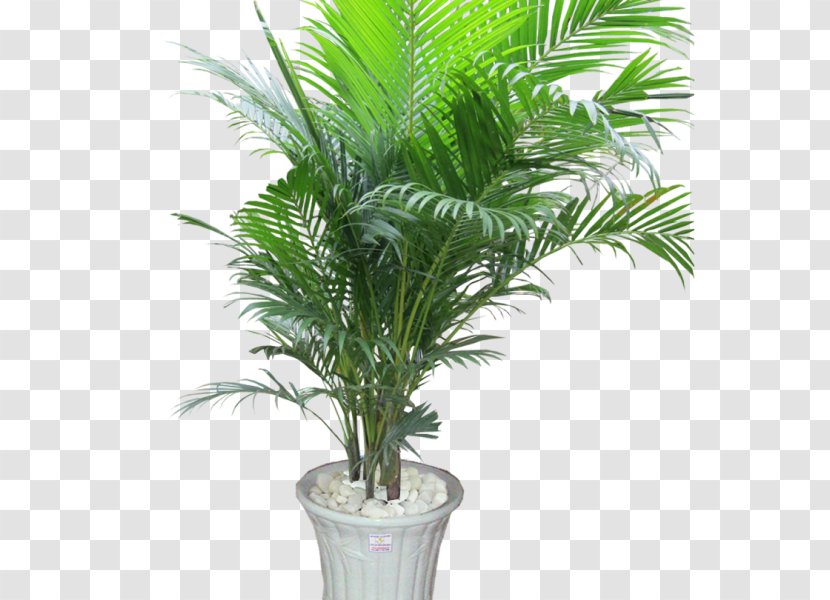 Ornamental Plant Areca Palm Houseplant Tree Arecaceae - House Transparent PNG
