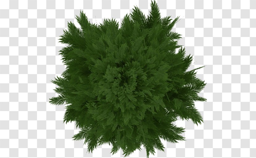 Tree Dungeons & Dragons Eastern White Pine Evergreen Transparent PNG
