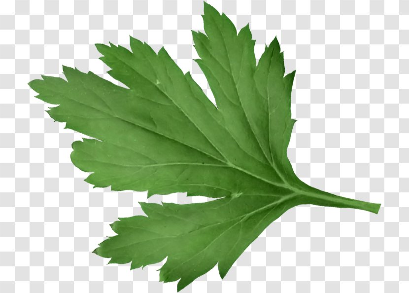 Leaf Herb Tree Transparent PNG