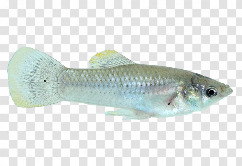 Cod Common Molly Fish Guppy X-ray Tetra Transparent PNG