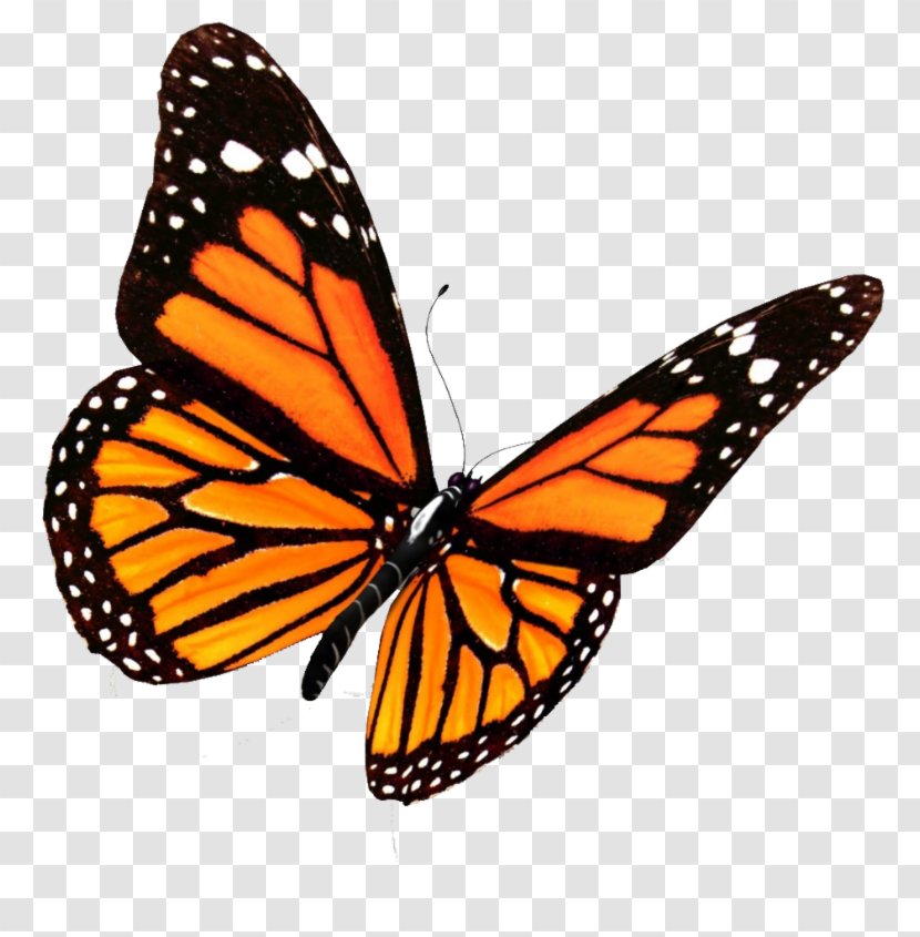 Monarch Butterfly Insect Clip Art - Swallowtail Transparent PNG