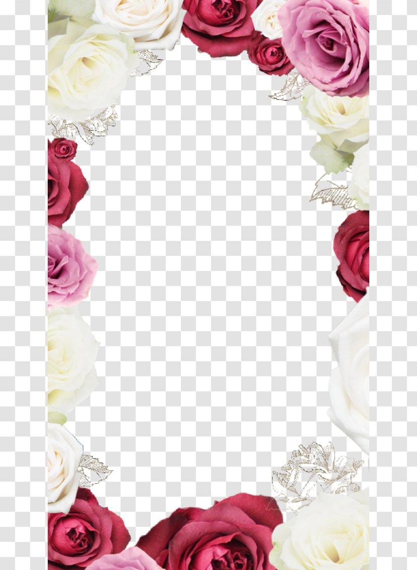 Garden Roses Beach Rose Flower Picture Frame - Petal - Border Transparent PNG