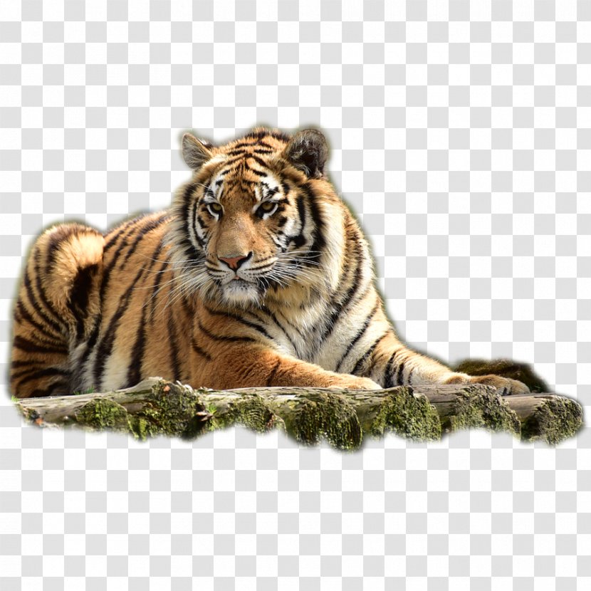 Arizona Bengal Tiger Animal Dog - Lying Transparent PNG