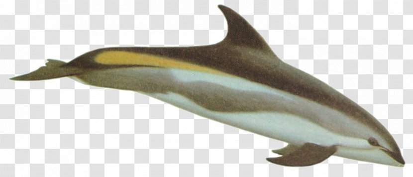 Striped Dolphin Tucuxi Spinner White-beaked Common Bottlenose - Rough Toothed Transparent PNG