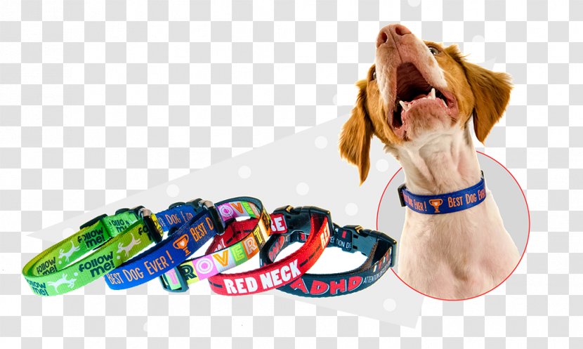 Puppy Leash Dog Collar Pet Transparent PNG
