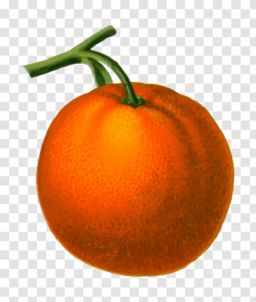 Clementine Mandarin Orange Blood Clip Art - Potato And Tomato Genus Transparent PNG