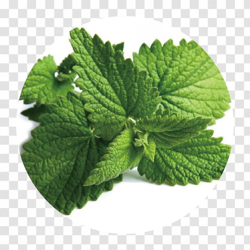 Peppermint Extract Spearmint Herb Food - Wholesale - Vegetable Transparent PNG