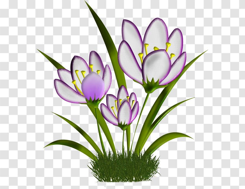 Crocus Cut Flowers Plant Stem Herbaceous Clip Art - Petal Transparent PNG