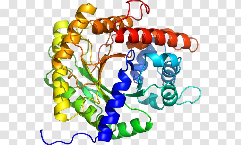 Heat Shock Protein HSPA1A Hsp70 HSPA1B - Flower - Heart Transparent PNG
