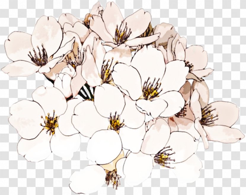 Cherry Blossom - White - Wildflower Transparent PNG
