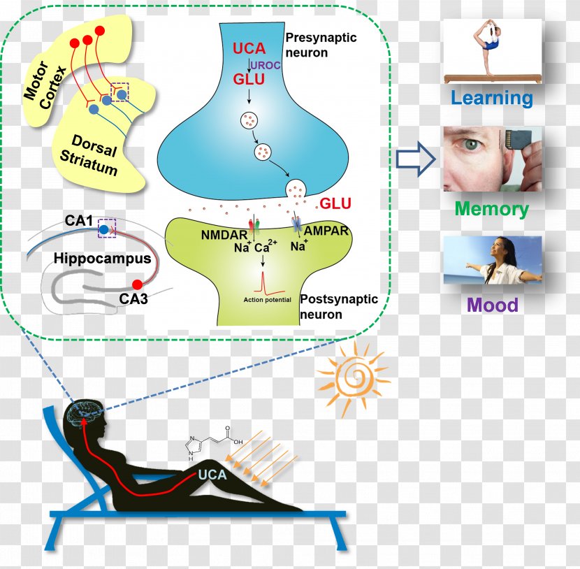 University Of Science And Technology China Learning & Memory Cell - Glutamate - Shed Light Transparent PNG
