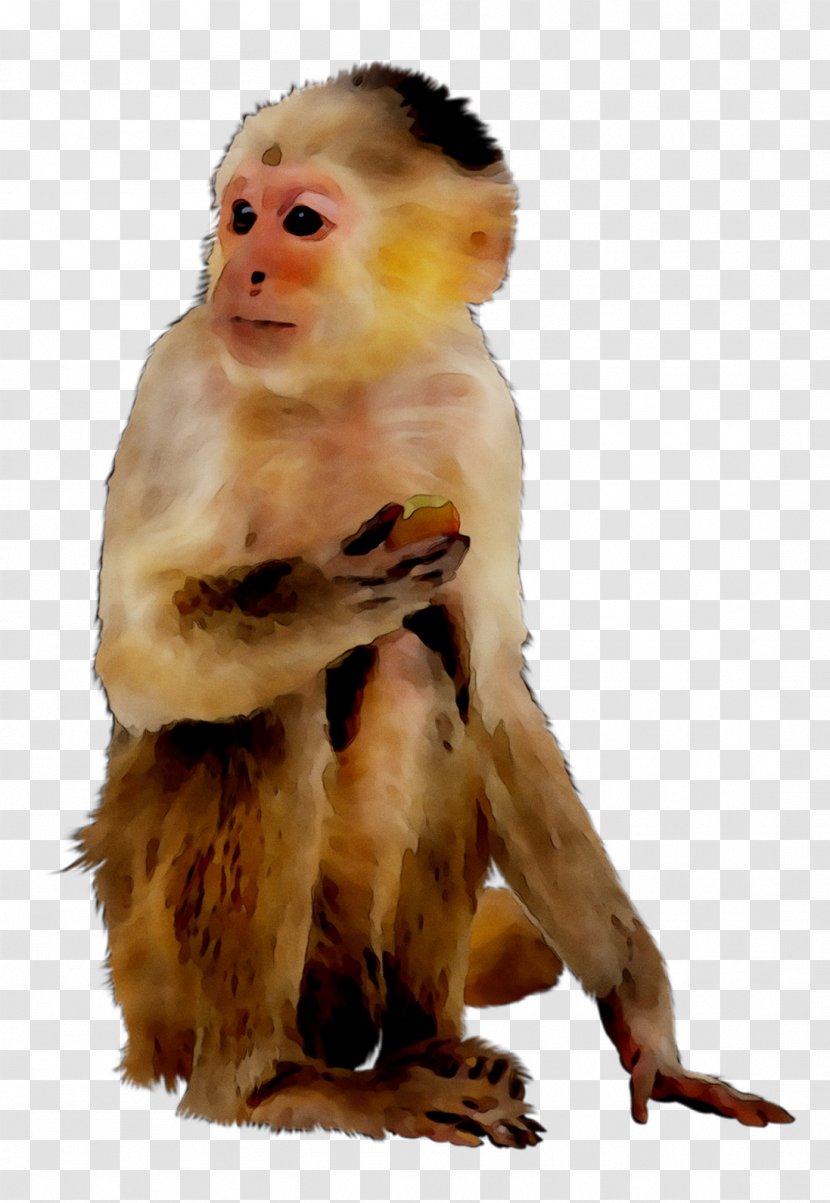 Macaque Faculty Of Veterinary Medicine UNAM National Autonomous University Mexico New World Monkeys Old - Human Transparent PNG