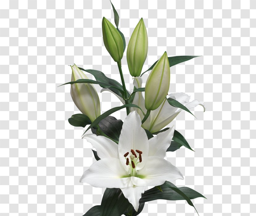 Lilium Cut Flowers Length Oriental Hybrids - Flower Transparent PNG